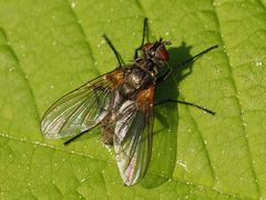 Macquartia grisea