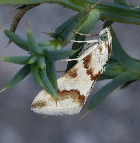 Rufous-banded Crambid Moth