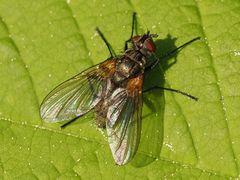 Macquartia grisea