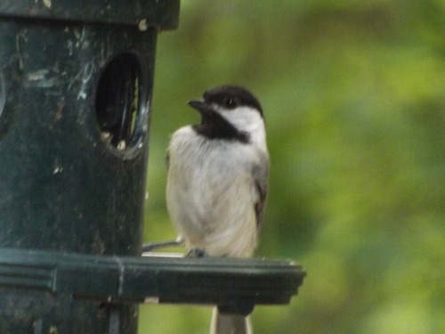 Carolina Chickadee photographed in Virginia