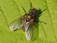 Macquartia grisea