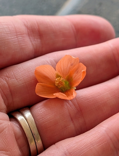 narrowleaf globemallow