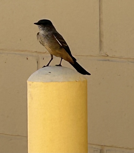 Say's Phoebe