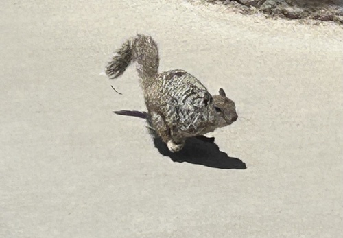 Rock Squirrel