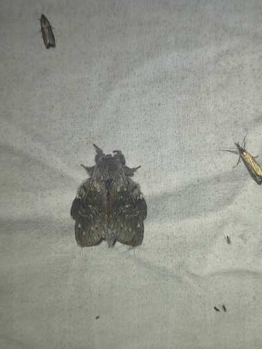 Lobster moth