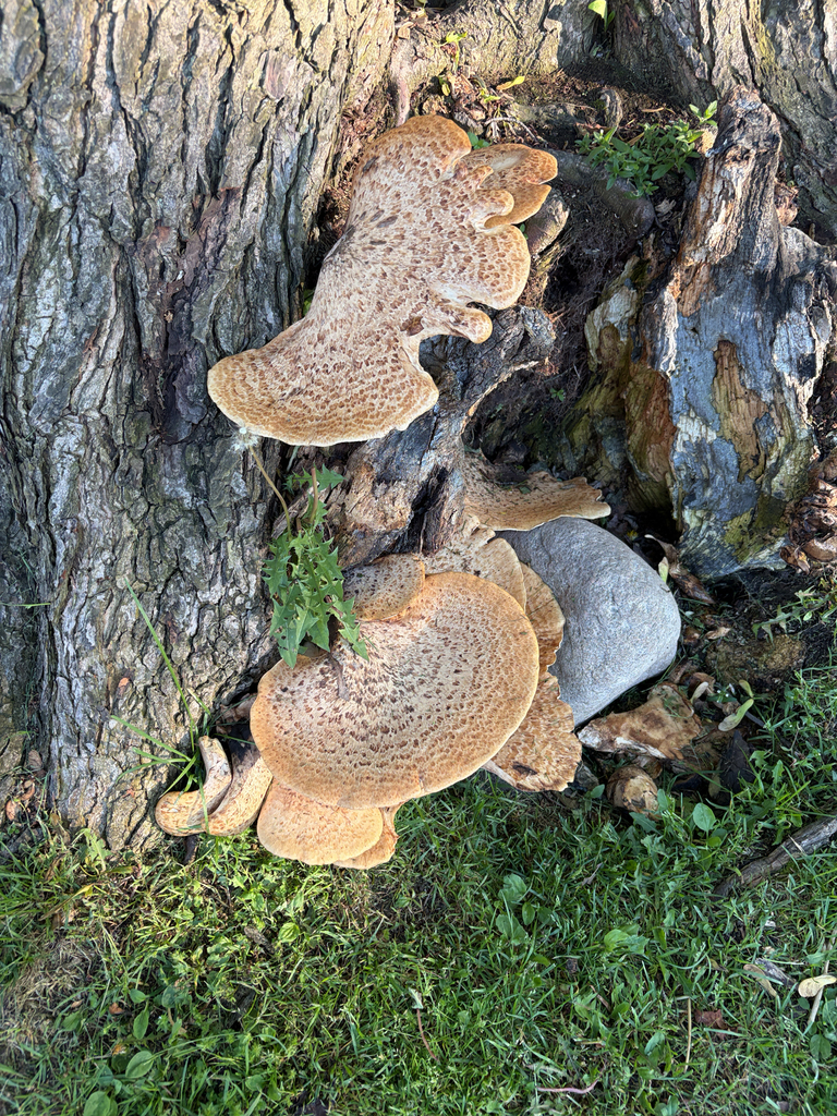Dryad's Saddle · June 2026 · photo: Photo: (c) Natkeeran Ledchumykanthan, some rights reserved (CC BY) · iNaturalist