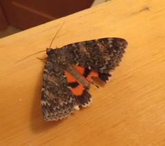 Catocala hermia