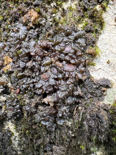 Jelly Lichen