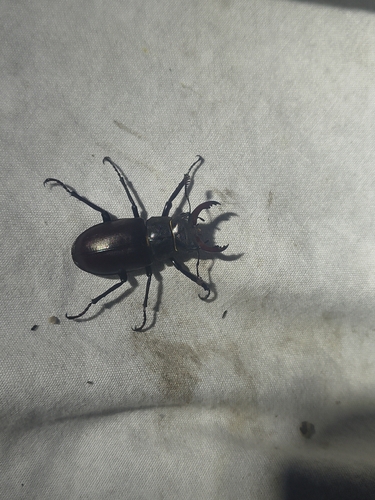 European Stag Beetle