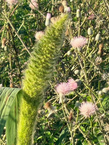 Setaria magna, photograph 3