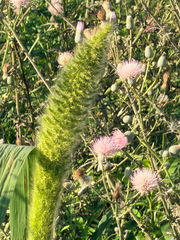 Setaria magna, photograph (c) Melissa Meadows, some rights reserved (CC BY)