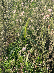 Setaria magna, photograph (c) Melissa Meadows, some rights reserved (CC BY)