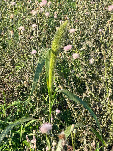 Setaria magna, photograph 1