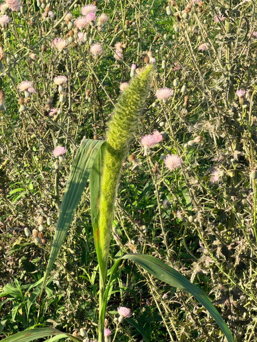 Setaria magna, photograph 4