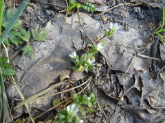Cerastium