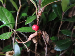 (c) Timur Kalininsky, some rights reserved (CC BY) Ardisia japonica, photograph (c) Timur Kalininsky, some rights reserved (CC BY)
