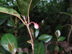 (c) Timur Kalininsky, some rights reserved (CC BY) Ardisia japonica, photograph (c) Timur Kalininsky, some rights reserved (CC BY)