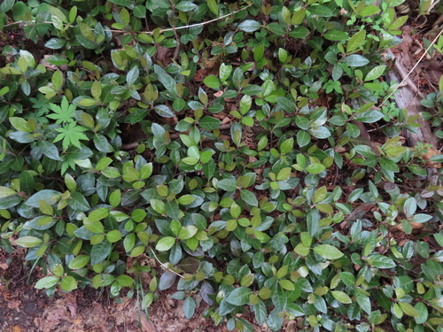 Ardisia japonica, photograph 6