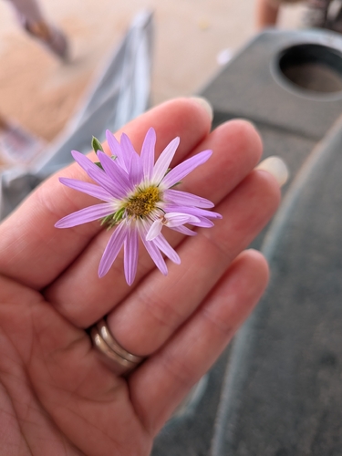 Tahoka daisy