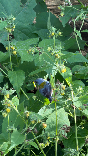 Northern Parula