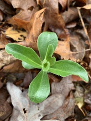 Saponaria officinalis