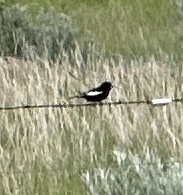Lark Bunting