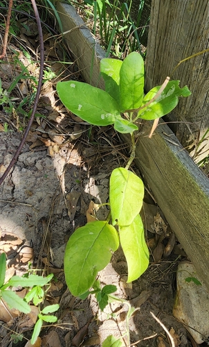 Zizotes milkweed