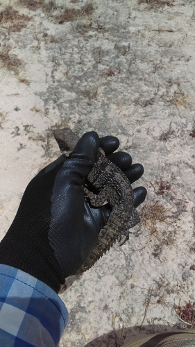 Oaxacan Spiny-tailed Iguana