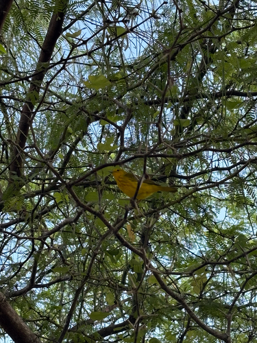 Mangrove Yellow Warbler