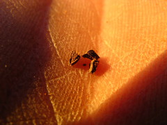 Sesamum triphyllum triphyllum