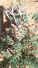 Tetraena cylindrifolia