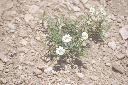 Blackfoot Daisy