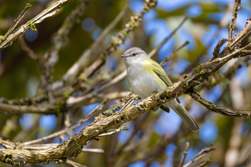 Gray-capped Tyrannulet