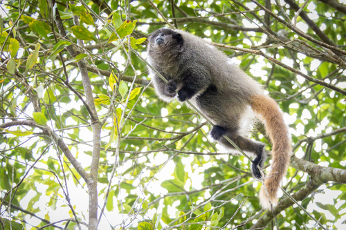 Black-fronted Titi