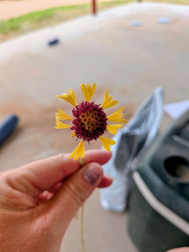 red dome blanketflower