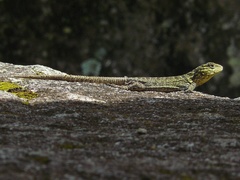 Stenocercus crassicaudatus