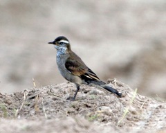 Buff-Winged Cinclodes photo 3