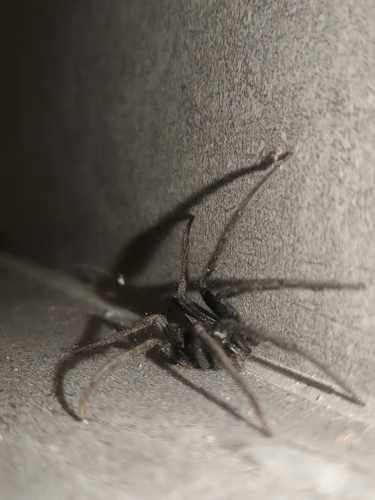 Tube-dwelling Spider