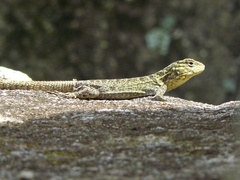 Stenocercus crassicaudatus