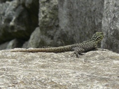 Stenocercus crassicaudatus