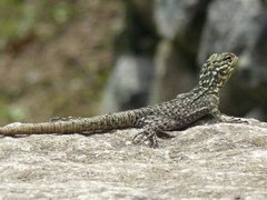 Stenocercus crassicaudatus