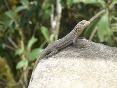 Stenocercus crassicaudatus