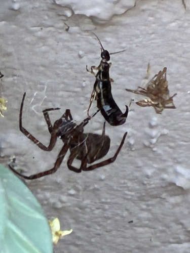 Ring-legged Earwig