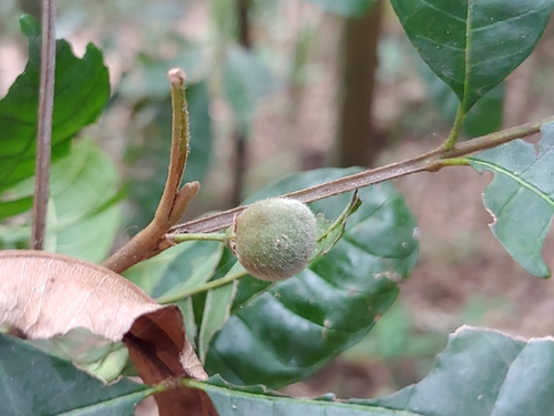 Trichilia pallida, photograph 2