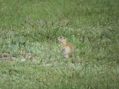 Spermophilus xanthoprymnus