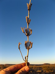 Sesamum triphyllum triphyllum