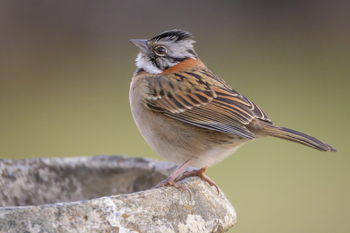 Rufous-collared Sparrow