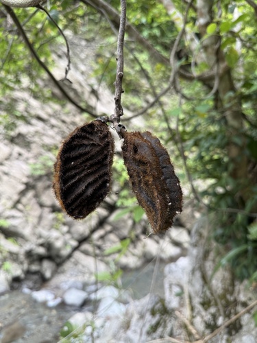 Mucuna membranacea observed 2026-06-11