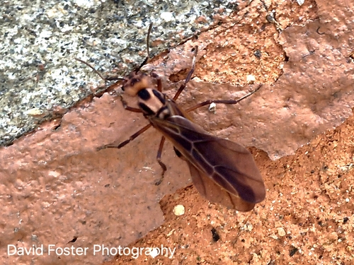 Acromyrmex coronatus