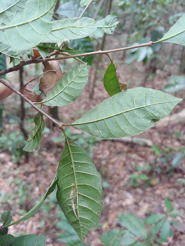 Trichilia pallida, photograph 3